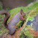 Red Squirrel 130210_2
